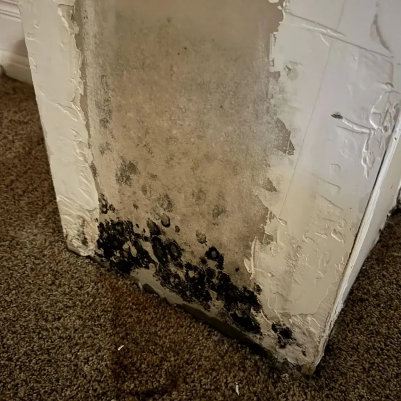 Professional Mold Removal in Klamath Falls, OR